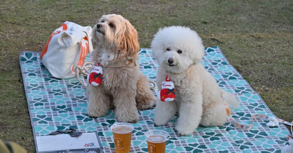 Two fluffy dogs with festive accessories sitting on a picnic rug outdoors.