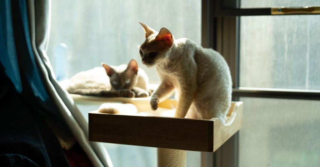 Two Devon Rex cats enjoy the sunlight by a window, perched comfortably indoors.
