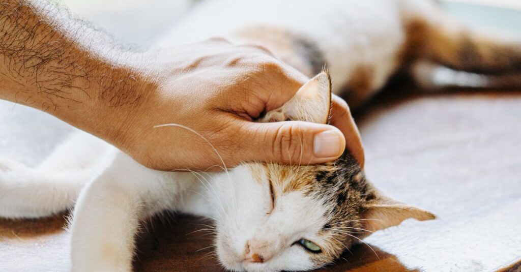 A hand gently petting a relaxed cat lying on a wooden table indoors.