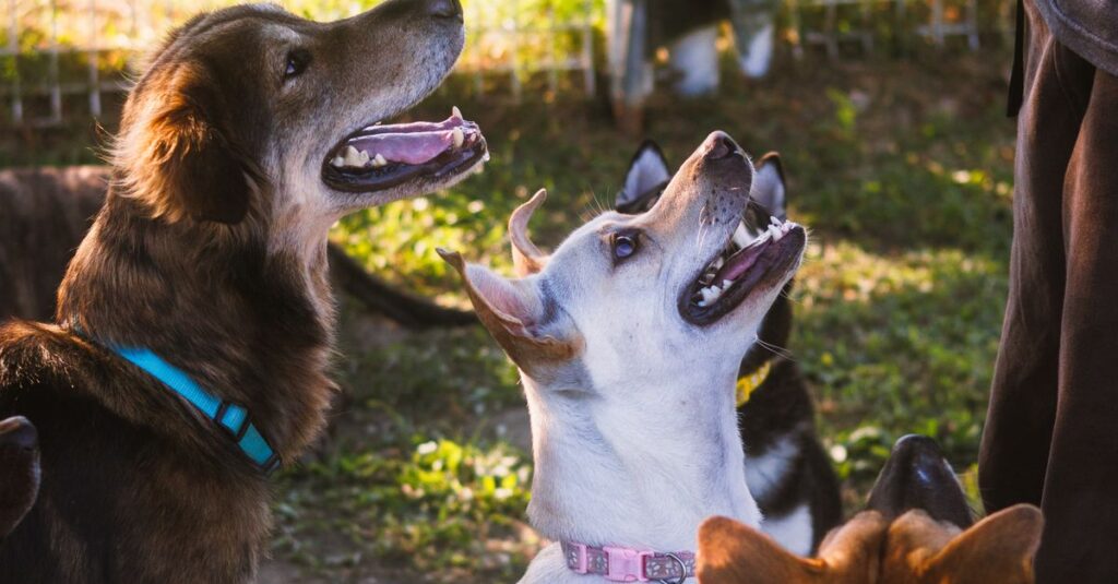 Four attentive dogs gather around a trainer in a sunny outdoor setting.