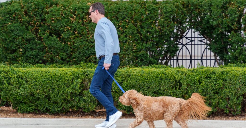 A man in casual attire walks a fluffy dog on a sidewalk next to vibrant green shrubs.