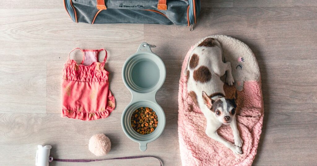 Flat lay of Chihuahua travel essentials, including bag, food, and accessories.