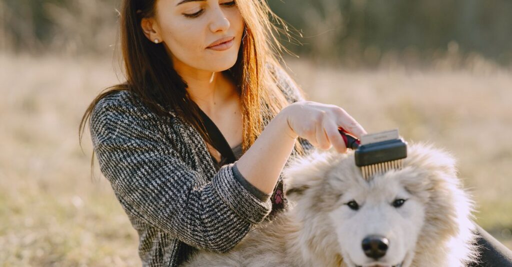 A woman grooming her fluffy dog outdoors in a sunlit field, showcasing pet care and affection.