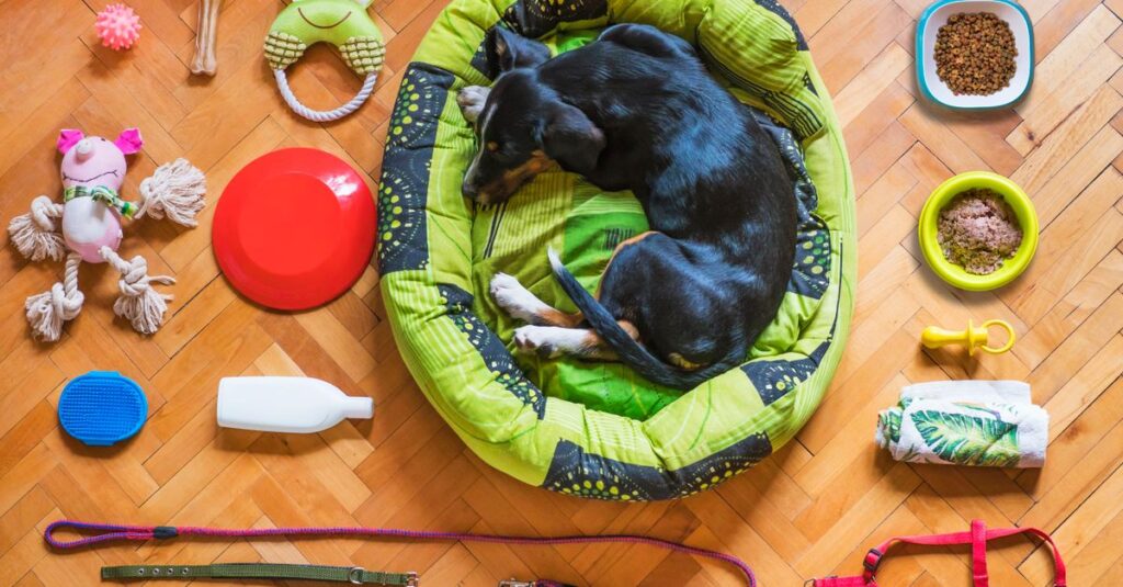 A dog relaxing in a bed surrounded by various pet accessories on a wooden floor.