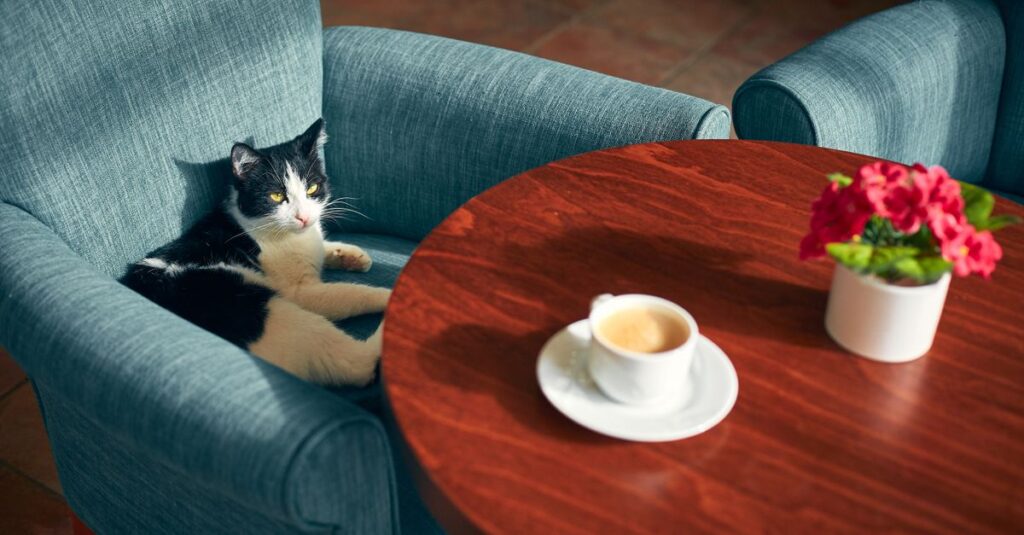 From above of cute cat lying in cozy armchair near wooden table with cup of coffee and decorative flowers