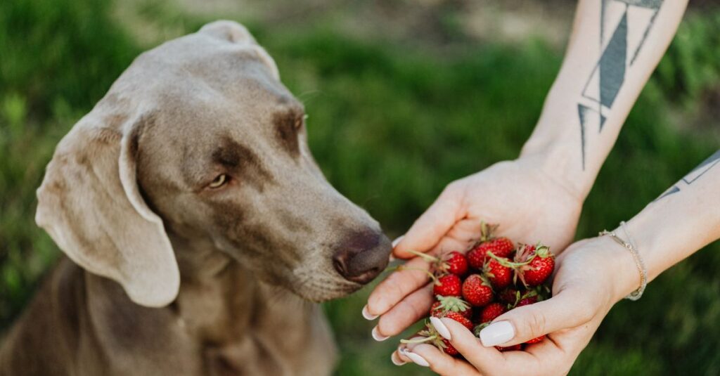 A curious Weimaraner dog sniffs fresh strawberries held by a tattooed hand outdoors.
