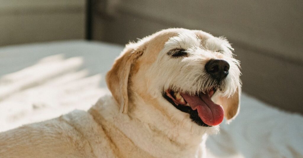Side view of adorable mongrel dog with tongue out lying on comfortable bed in sunny morning