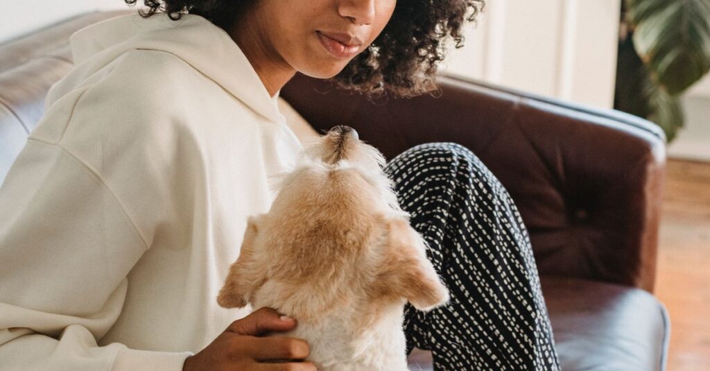 Young African American lady in casual clothes petting dog while sitting on couch at home in daylight