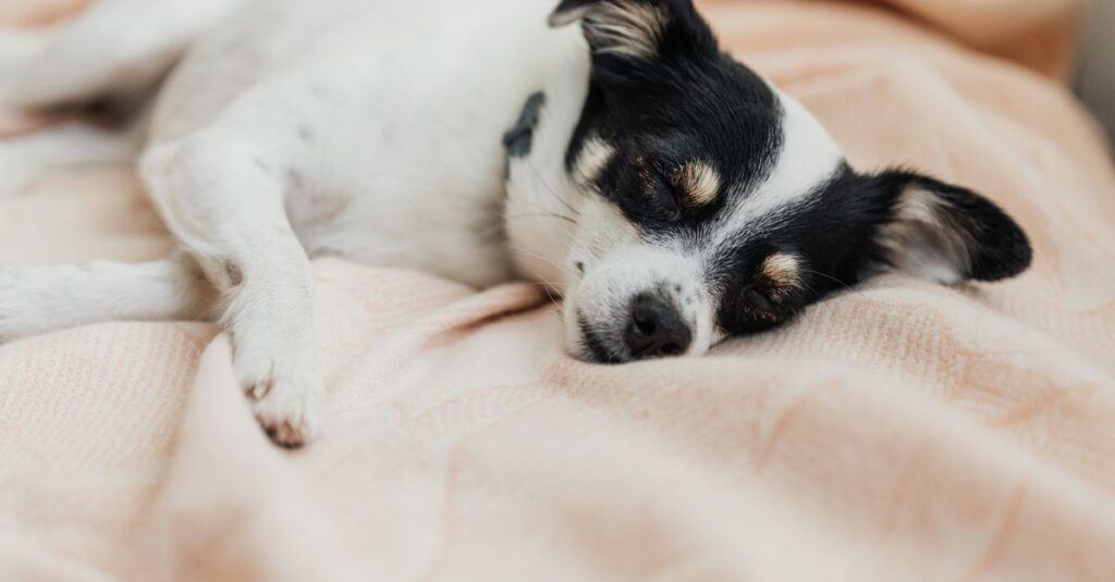 A calm small dog sleeping soundly on a soft bed, showcasing relaxation.