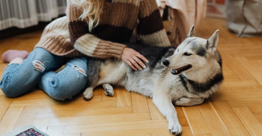 A woman gently pets her relaxing husky dog on a wooden floor inside a cozy home.