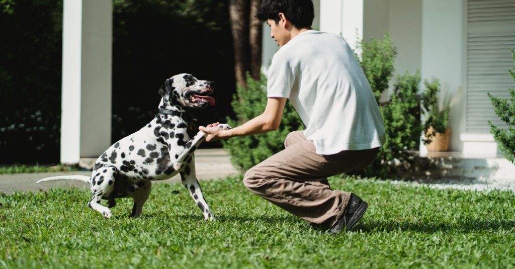 Man kneeling on a lawn, training a joyful Dalmatian dog outside a house.