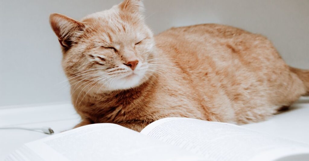 A serene ginger cat resting beside an open book, creating a cozy reading scene.