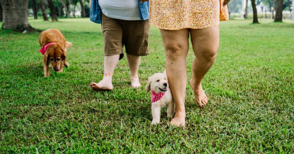 Two people enjoy a barefoot stroll in a park with their adorable dogs on a sunny day.