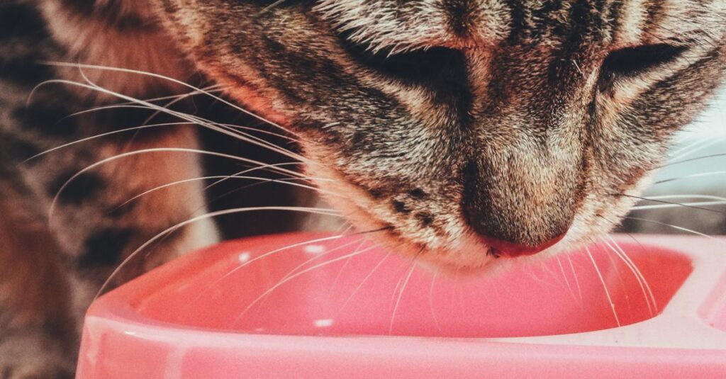 A cute tabby cat enjoys a meal from a pink bowl. Perfect for pet lovers.