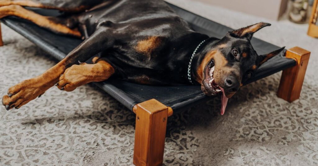 A happy Doberman lounging comfortably on a stylish indoor dog bed.