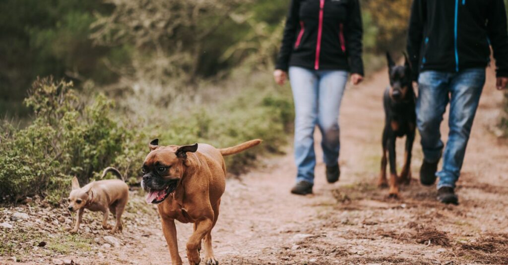 A couple walking three dogs on a tranquil forest path, enjoying nature.