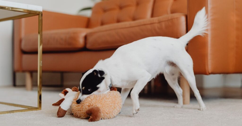 A small dog plays with a plush toy on a carpeted floor in a cozy living room setting.