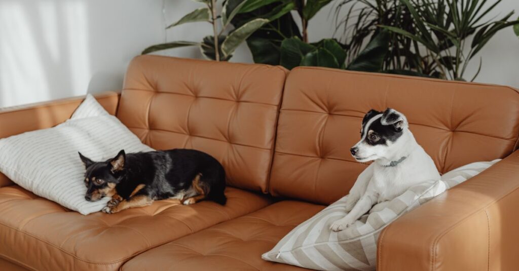Two small dogs resting on a stylish leather sofa with cozy cushions and lush houseplants.