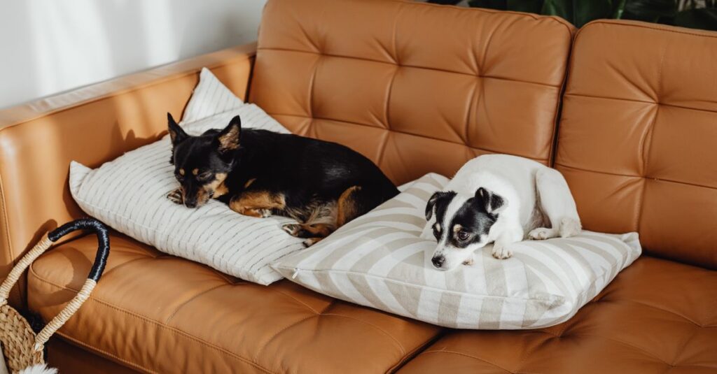 Two adorable dogs relaxing on pillows on a cozy leather sofa indoors.