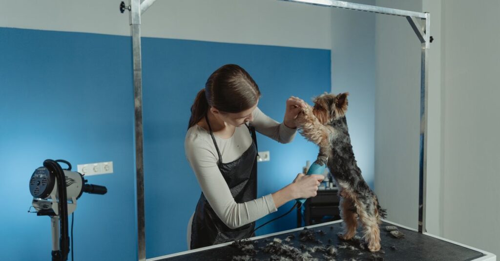 A groomer trims a Yorkshire Terrier's fur in a professional grooming salon.