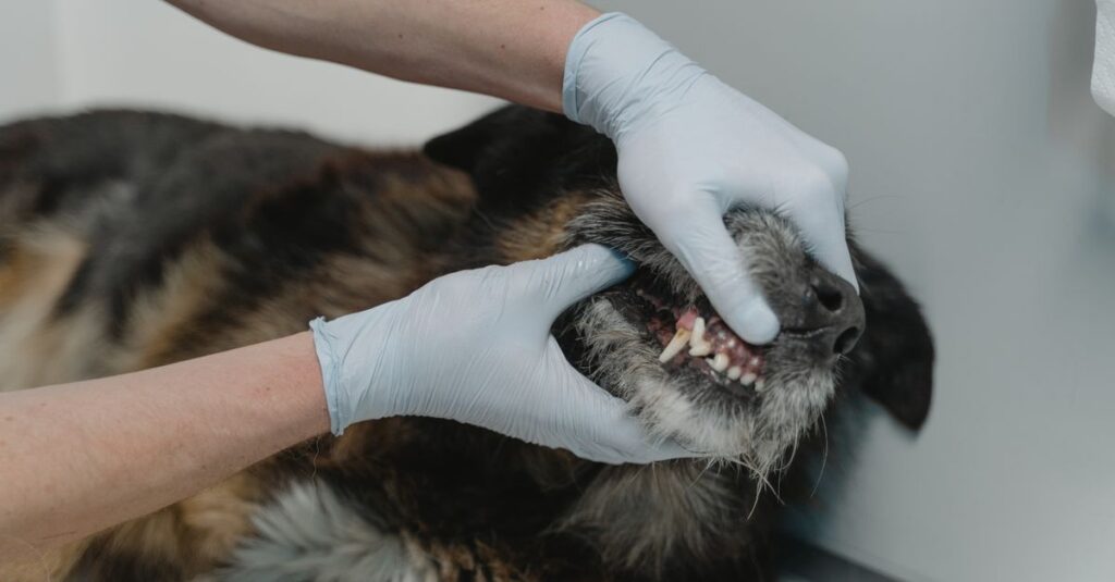 Close-up of a veterinarian examining a dog's teeth during a dental checkup.