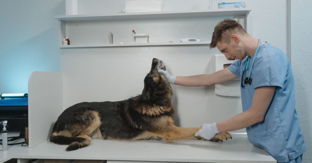 A veterinarian checks a German Shepherd dog in a sterile clinic environment.