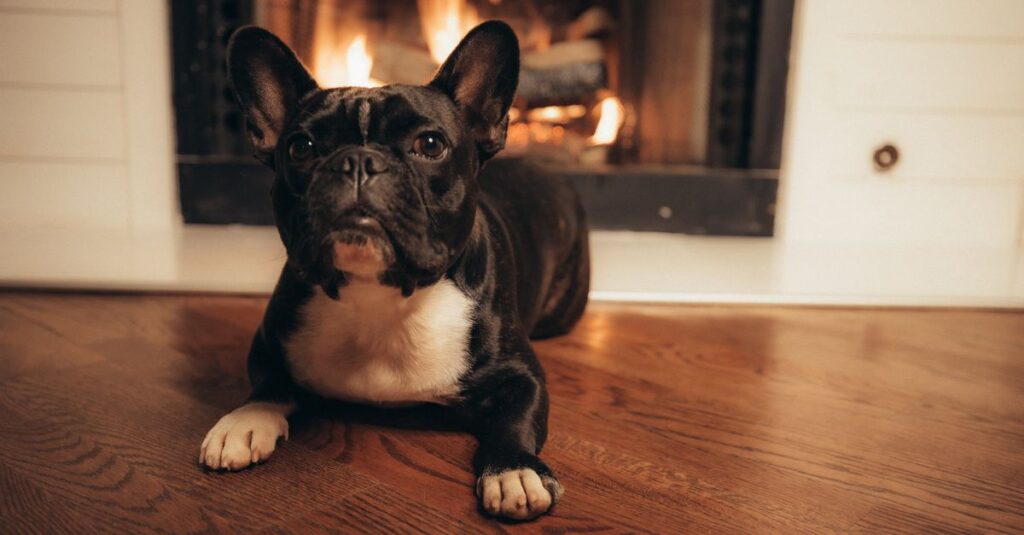 Adorable French Bulldog lying on wooden floor in front of a warm, cozy fireplace.
