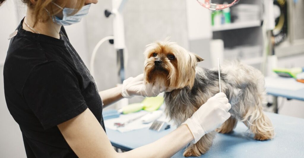 A veterinarian grooming a Yorkshire Terrier indoors at a clinic.