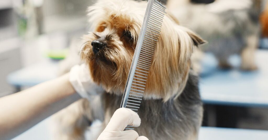 Close-up of a Yorkshire Terrier being combed at a pet grooming salon by a person wearing gloves.