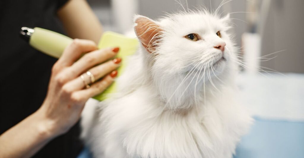 Close-up of a white Turkish Angora cat being groomed in a pet salon with professional care.