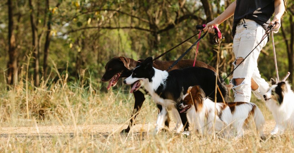 A dog walker leads a group of dogs on leashes through a sunny park trail.