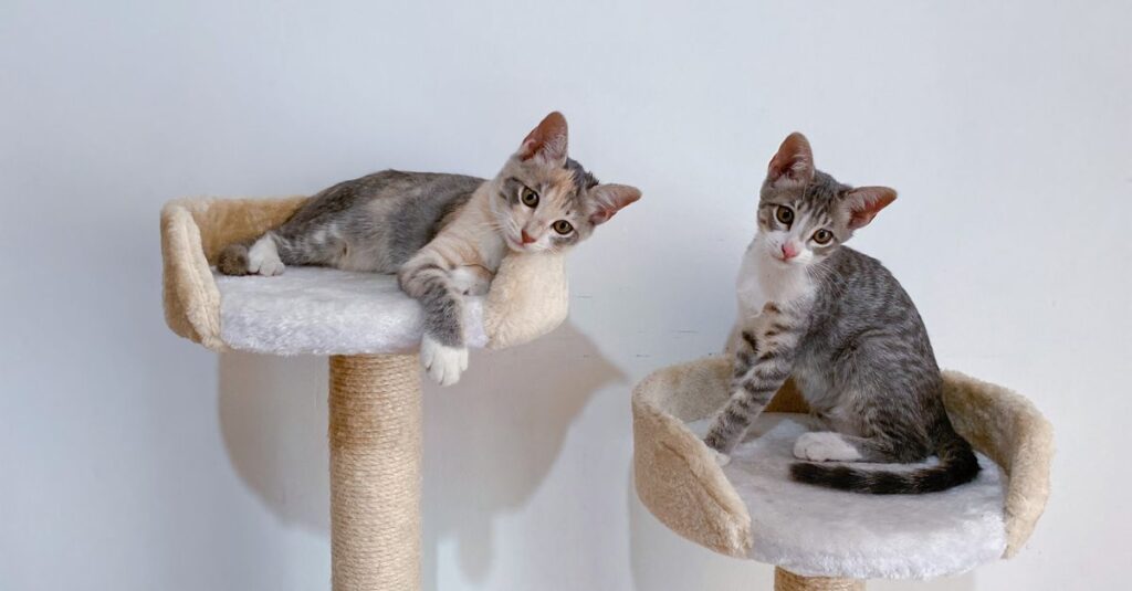 Two adorable kittens relaxing on cozy cat trees indoors, perfect for pet enthusiasts.