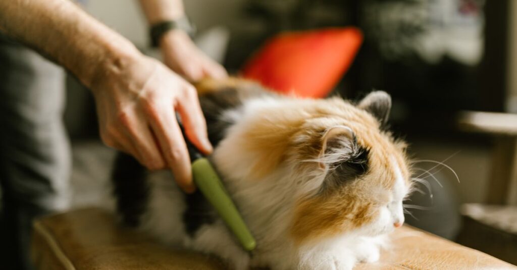 A person gently combs a fluffy calico cat indoors. Cozy pet grooming moment.