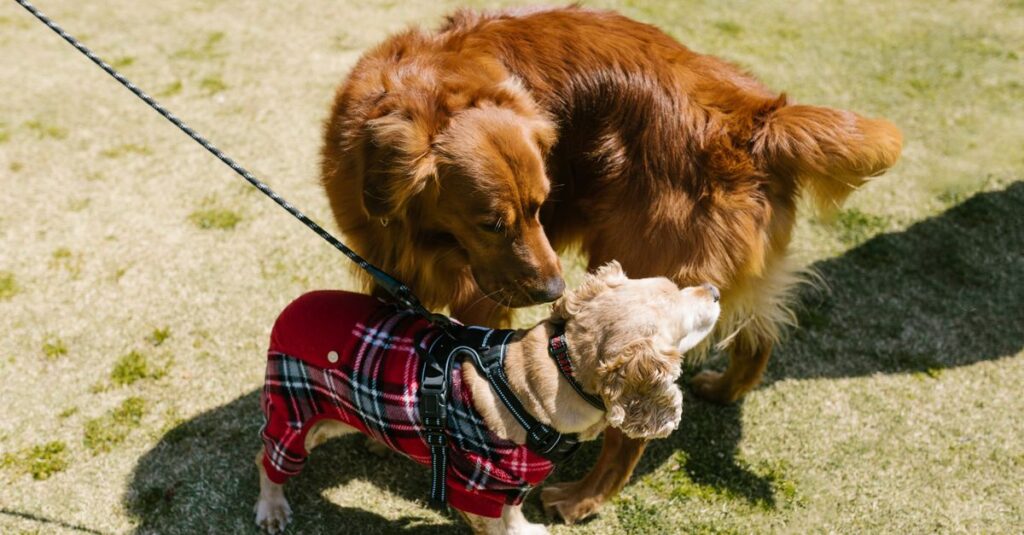 Two cute dogs in a playful interaction on a sunny day in the park.