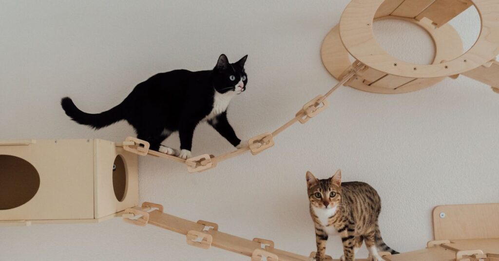 Two cats exploring an indoor wooden cat tower. Ideal for pet lovers and home decor inspiration.