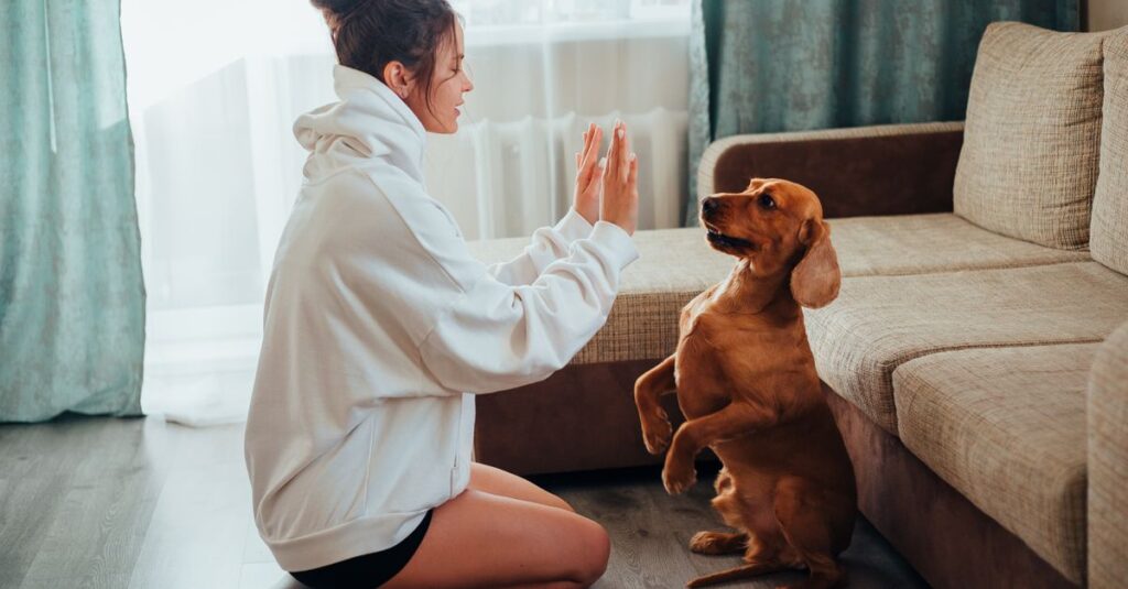 Woman in hoodie training cute brown dog indoors in a cozy living room setting.