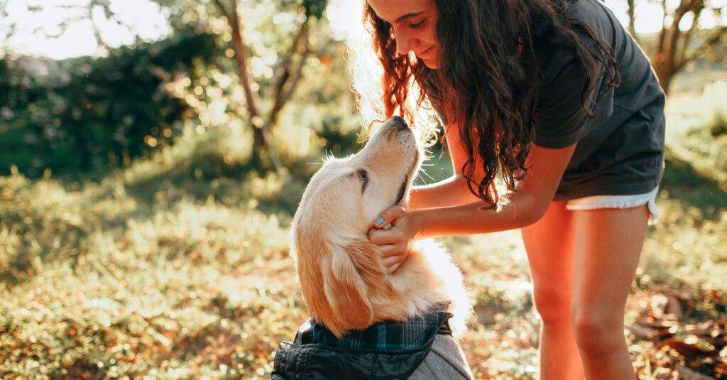 Young female petting Golden Retriever in jacket on grassy meadow near trees in sunny day in nature