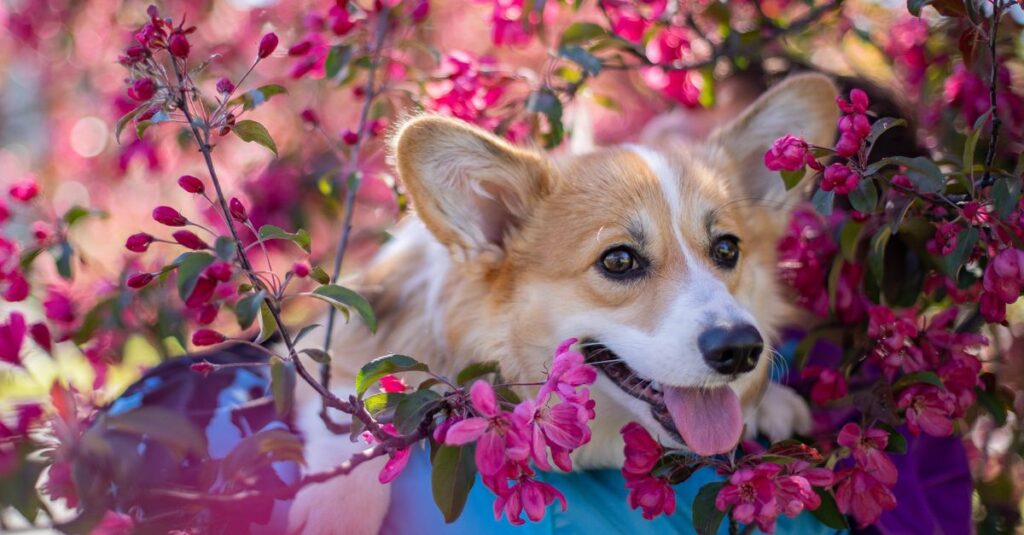Crop anonymous owner with cute Welsh Corgi standing near blooming apple tree with small pink flowers in garden against blurred background