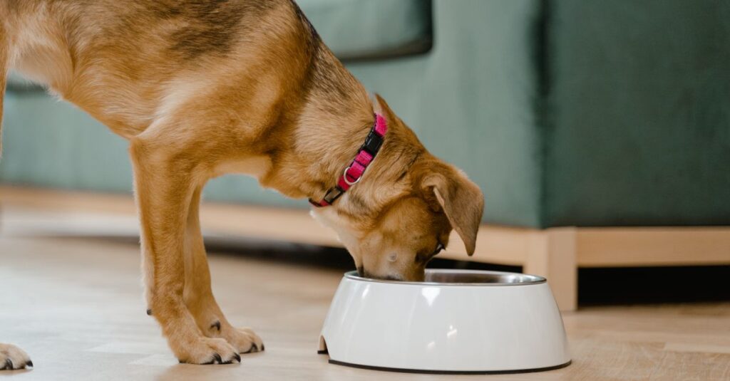 A domestic dog wearing a pink collar eats from a white bowl inside a home.