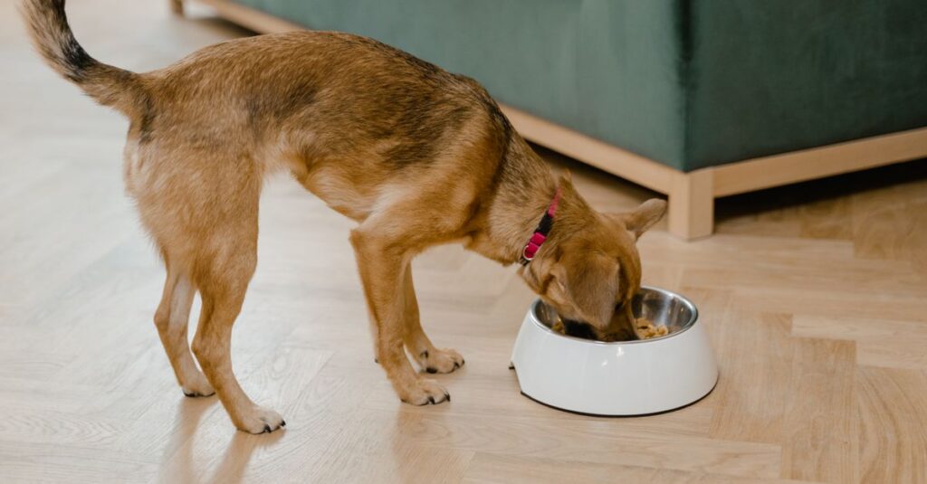 A small brown dog enjoys a meal from its bowl indoors, showcasing cozy living.