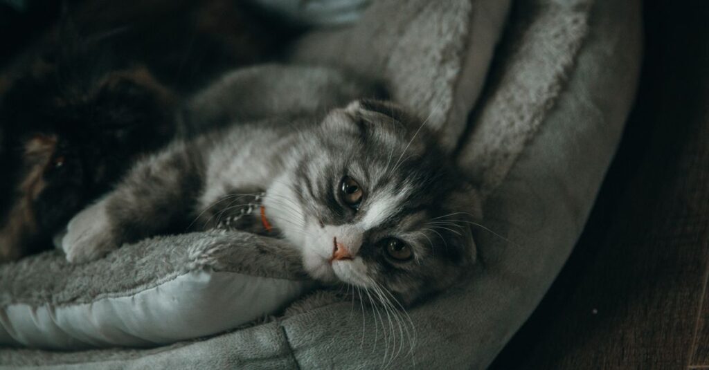 Cute gray kitten lying comfortably on a soft pet bed indoors, looking serene.