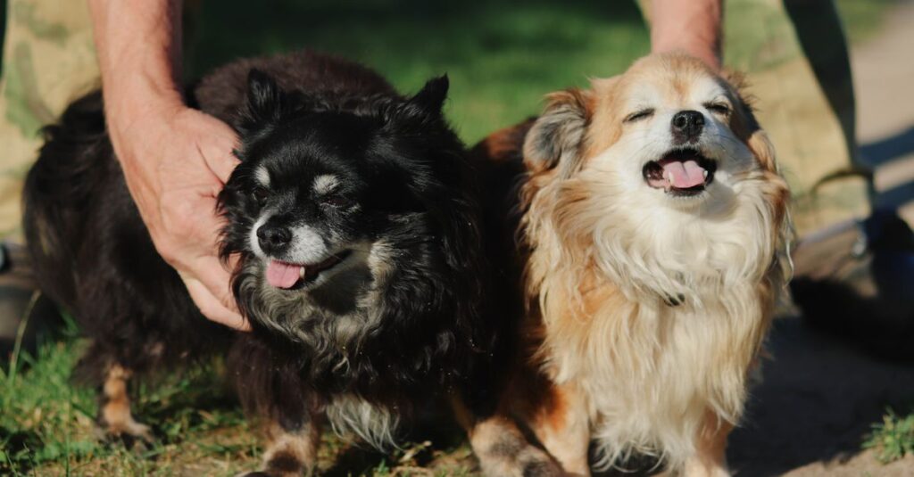 Two joyful Chihuahuas being petted outdoors, showcasing happiness and companionship.