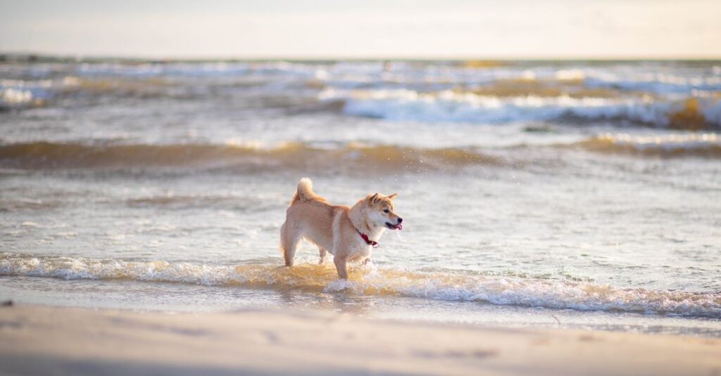 A Shiba Inu dog joyfully playing in the waves on a sunny beach.