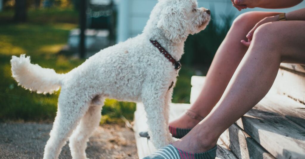 White toy poodle focused on owner giving commands outdoors.