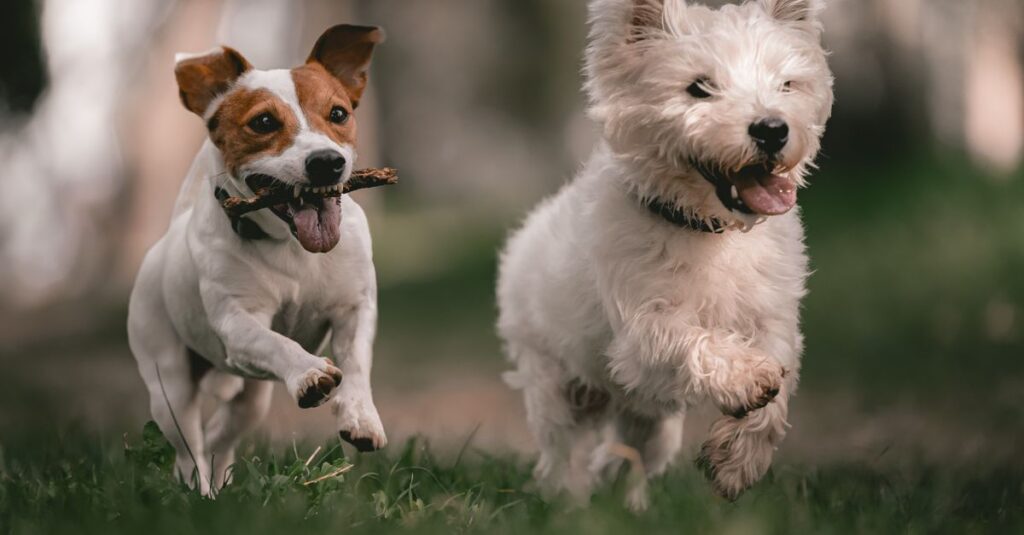 Two dogs, a Jack Russell Terrier and a West Highland Terrier, joyfully running with a stick outdoors.