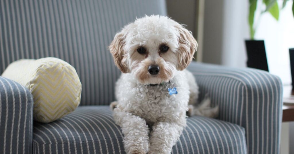 Cute Cavapoo puppy lounging on a striped chair in a cozy room setting.