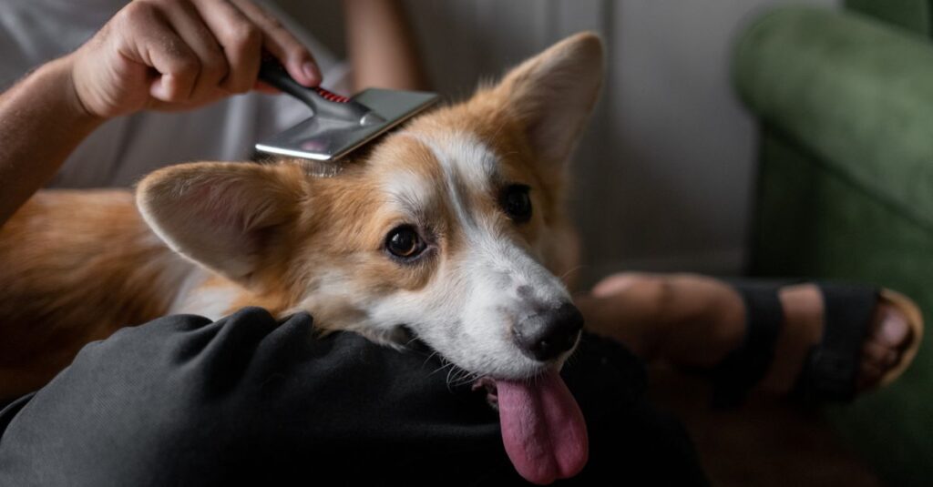 A man gently brushes his corgi indoors, showcasing a calm pet care moment.